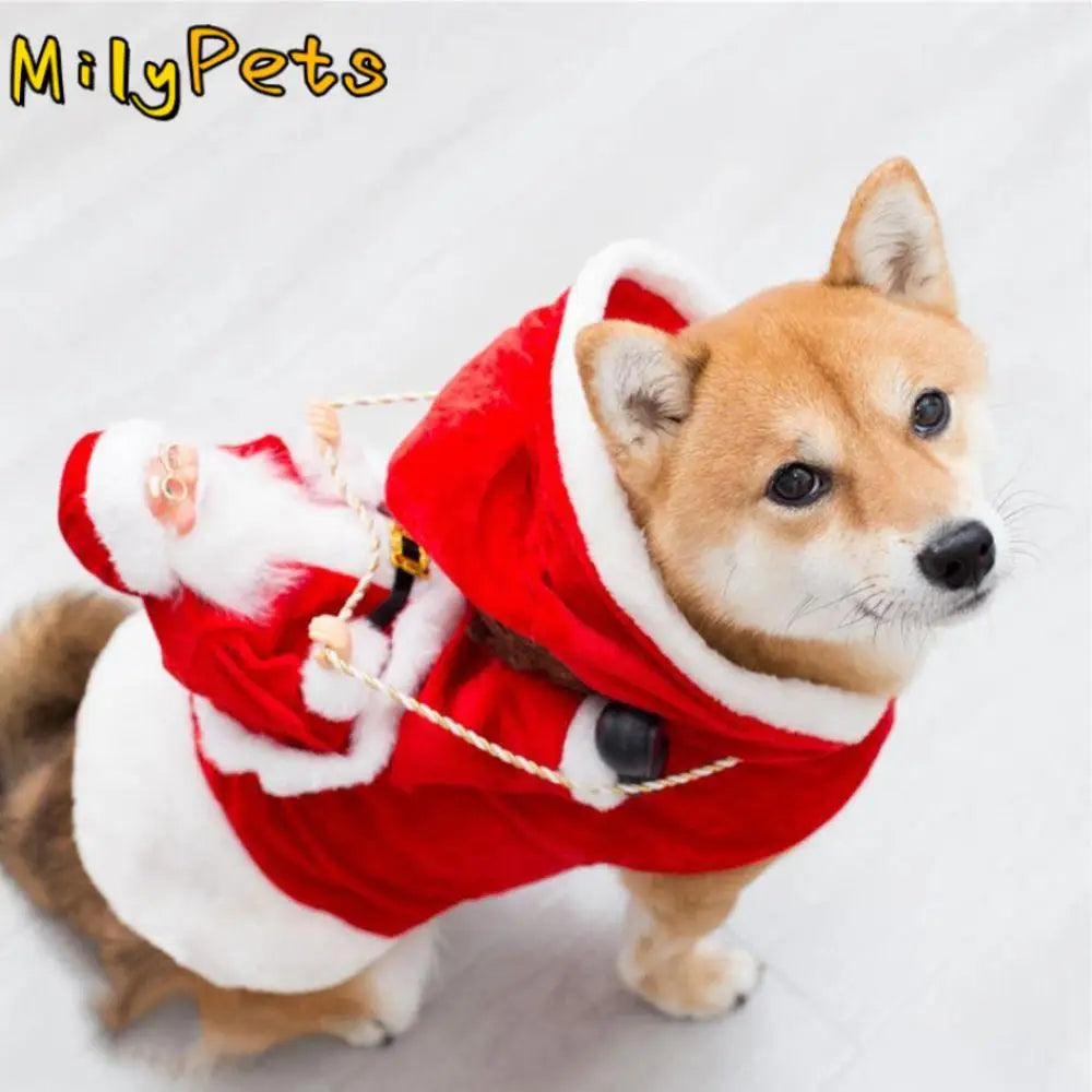Pet in a festive Christmas costume coat