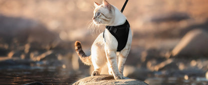 Soft Escape-Proof Cat Harness & Leash