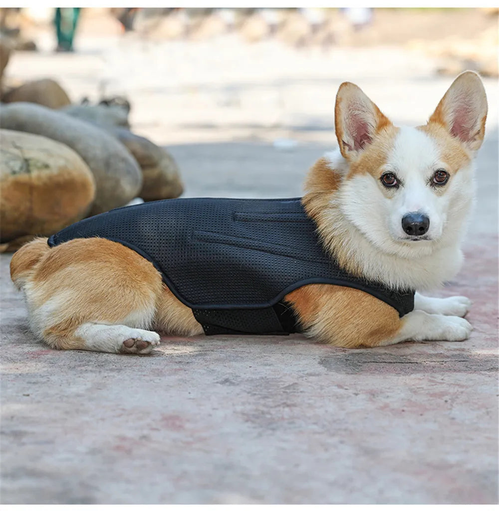 Dog IVDD Back Brace & Support