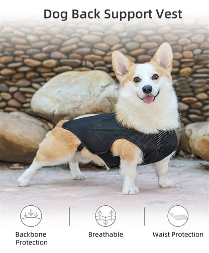 Dog IVDD Back Brace & Support