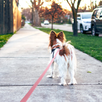 Waterproof PVC Dog Leash