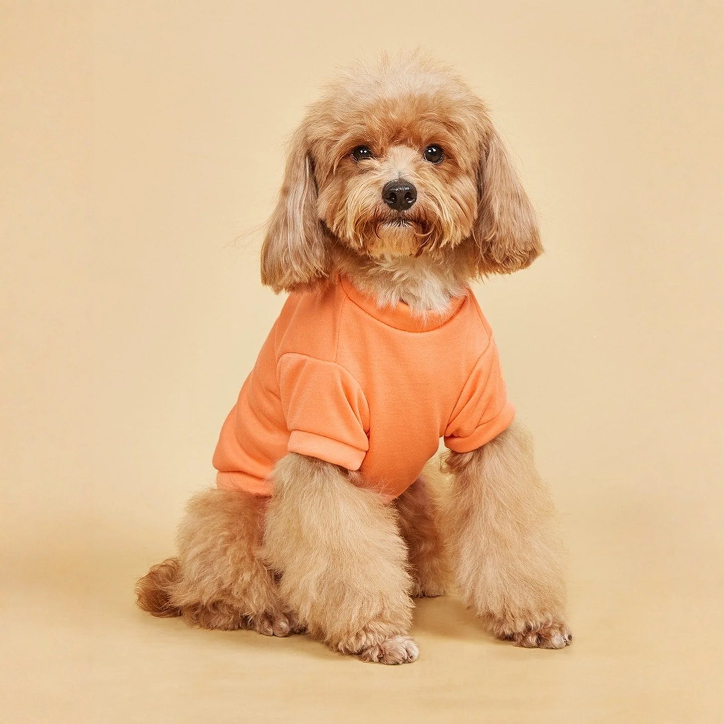 Solid Summer Dog Tee