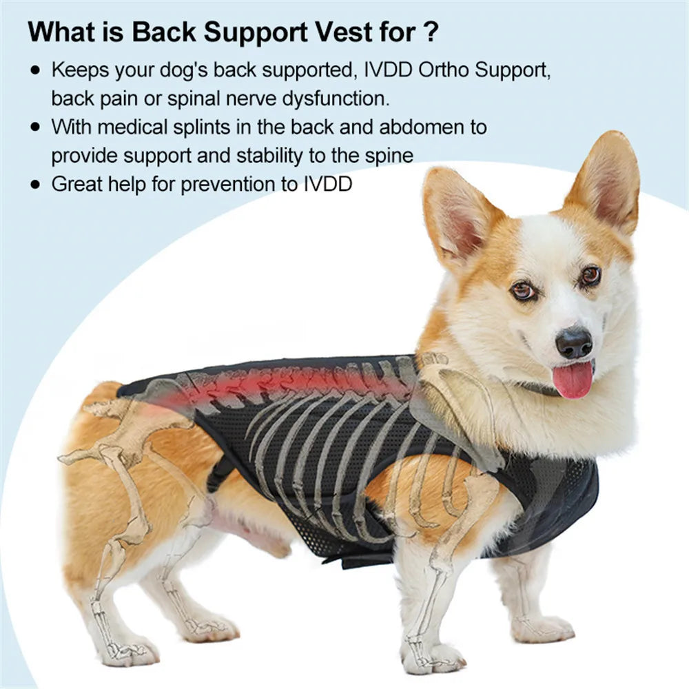 Dog IVDD Back Brace & Support