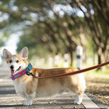 Long Training Dog Leash