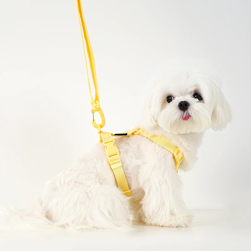 Macaron Dog Harness, Collar & Leash Set