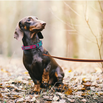 Long Training Dog Leash
