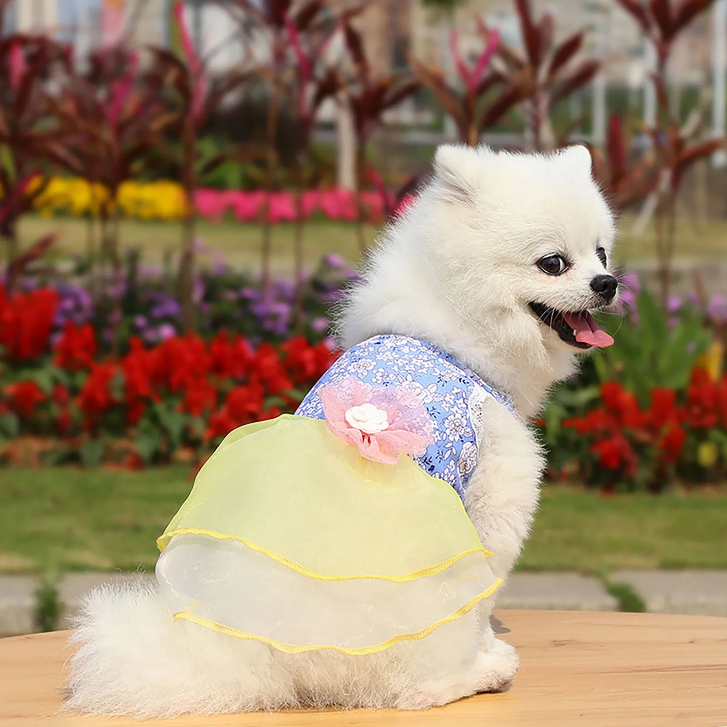 Rose Summer Dog Dress
