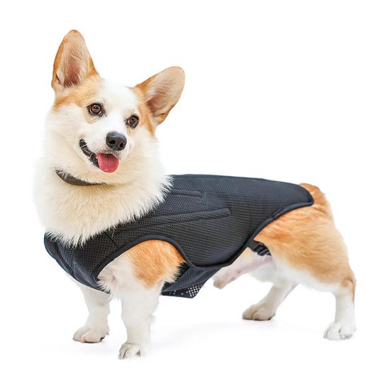 Dog IVDD Back Brace & Support