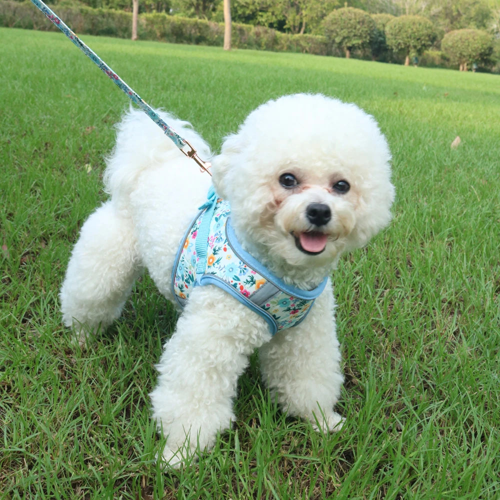 Small Dog Harness & Leash Set