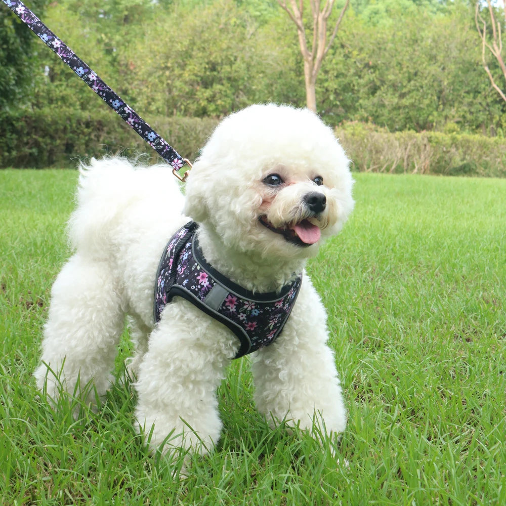 Small Dog Harness & Leash Set