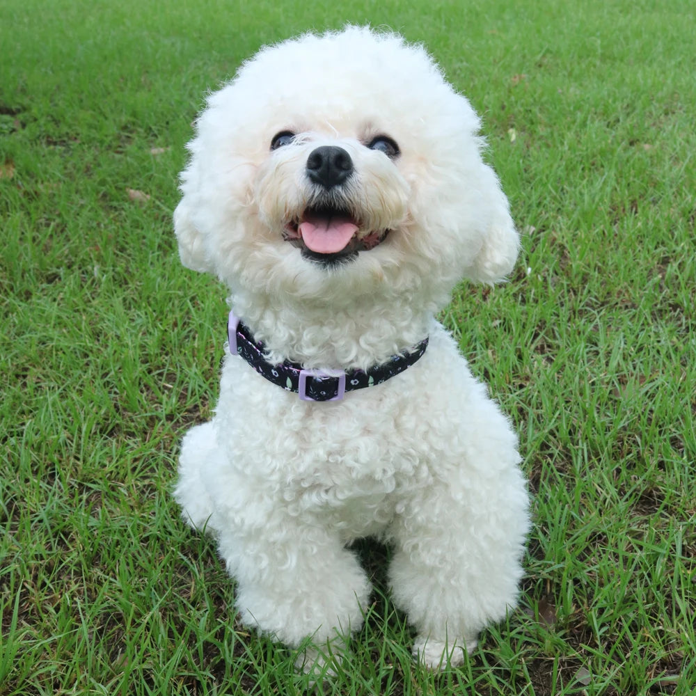 Small Dog Harness & Leash Set