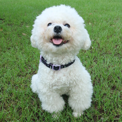 Small Dog Harness & Leash Set