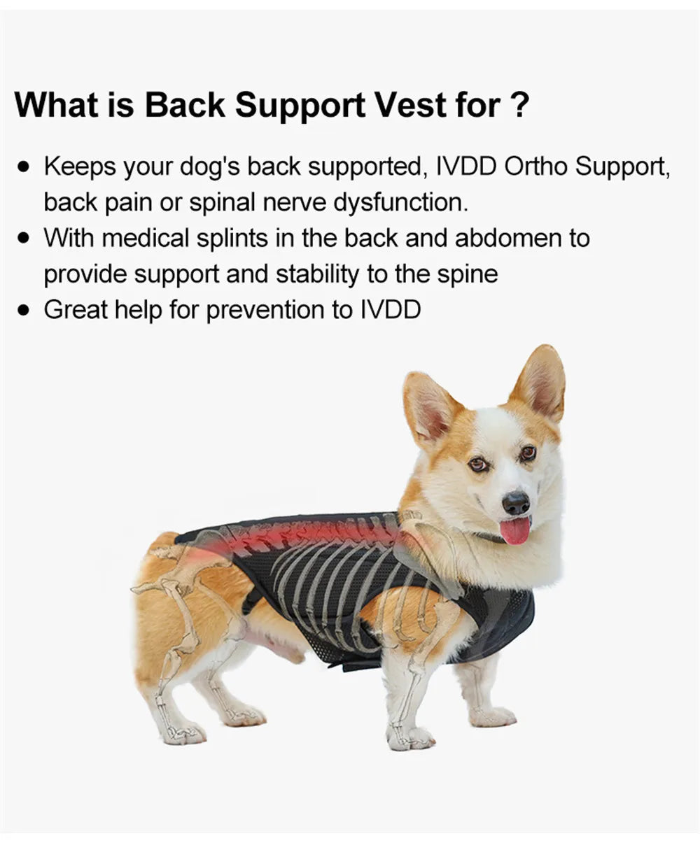 Dog IVDD Back Brace & Support