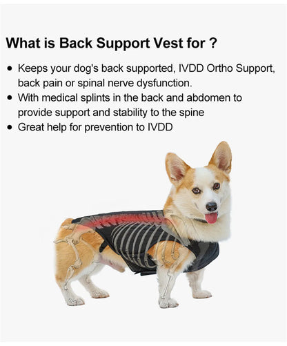 Dog IVDD Back Brace & Support