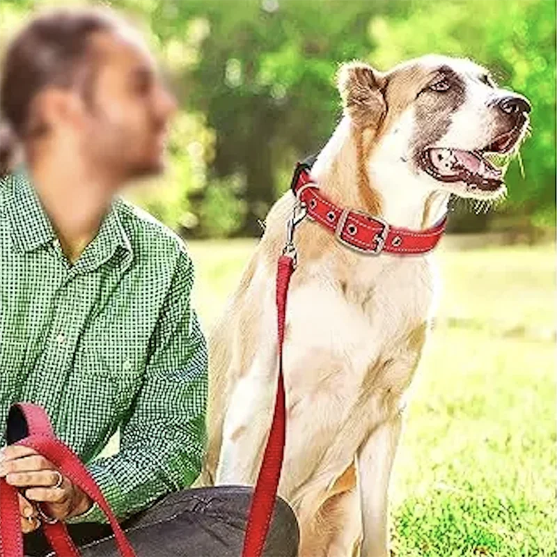 Padded Reflective Dog Collar