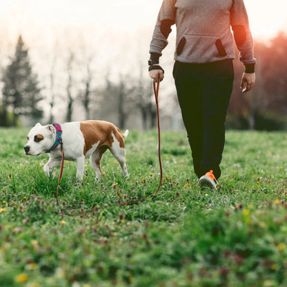 Long Training Dog Leash