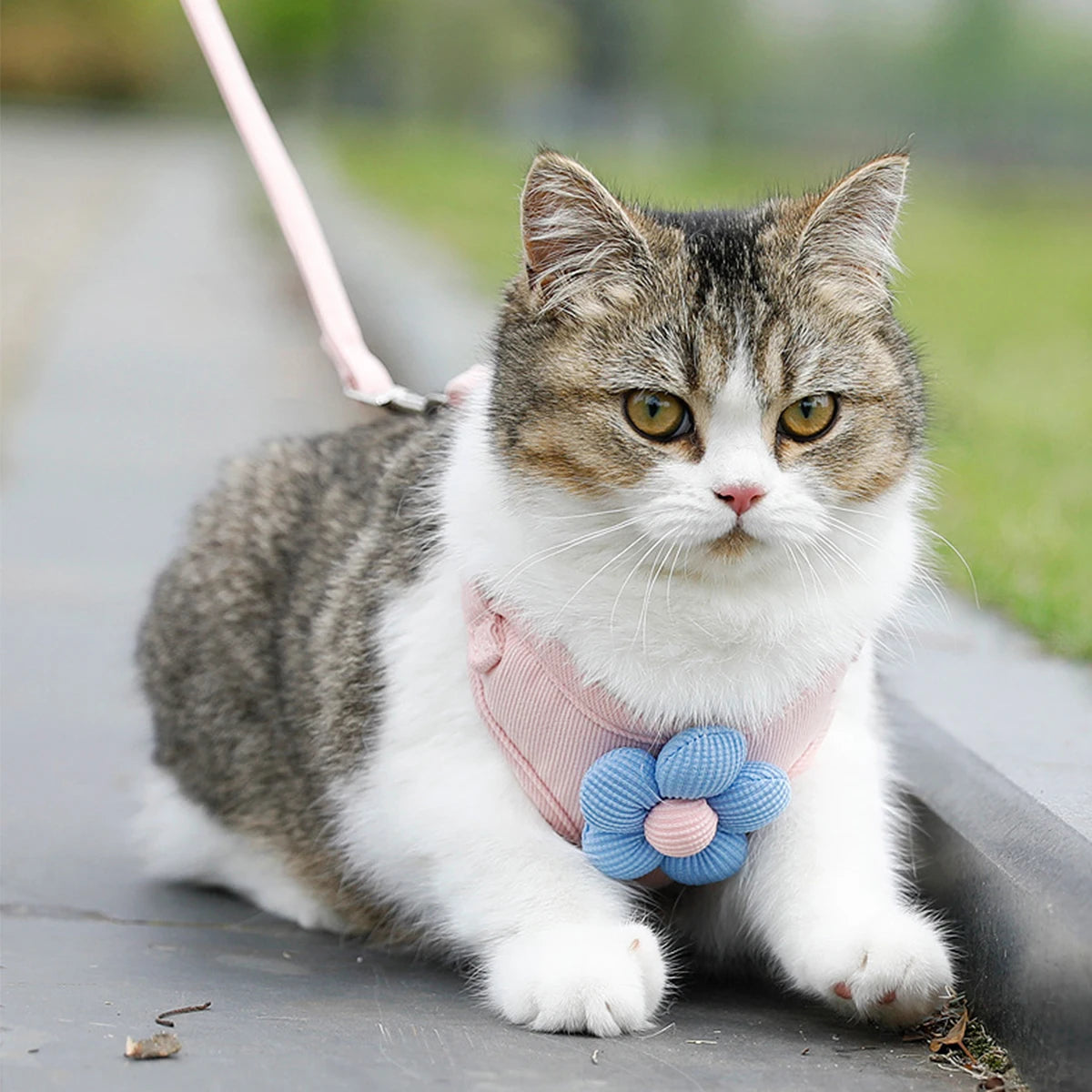 Adjustable Breathable Dog & Cat Harness Set