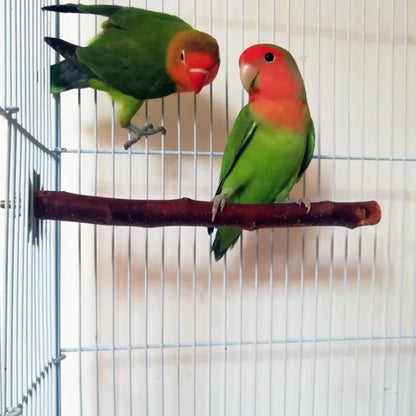 Natural Wood Branch Bird Perch