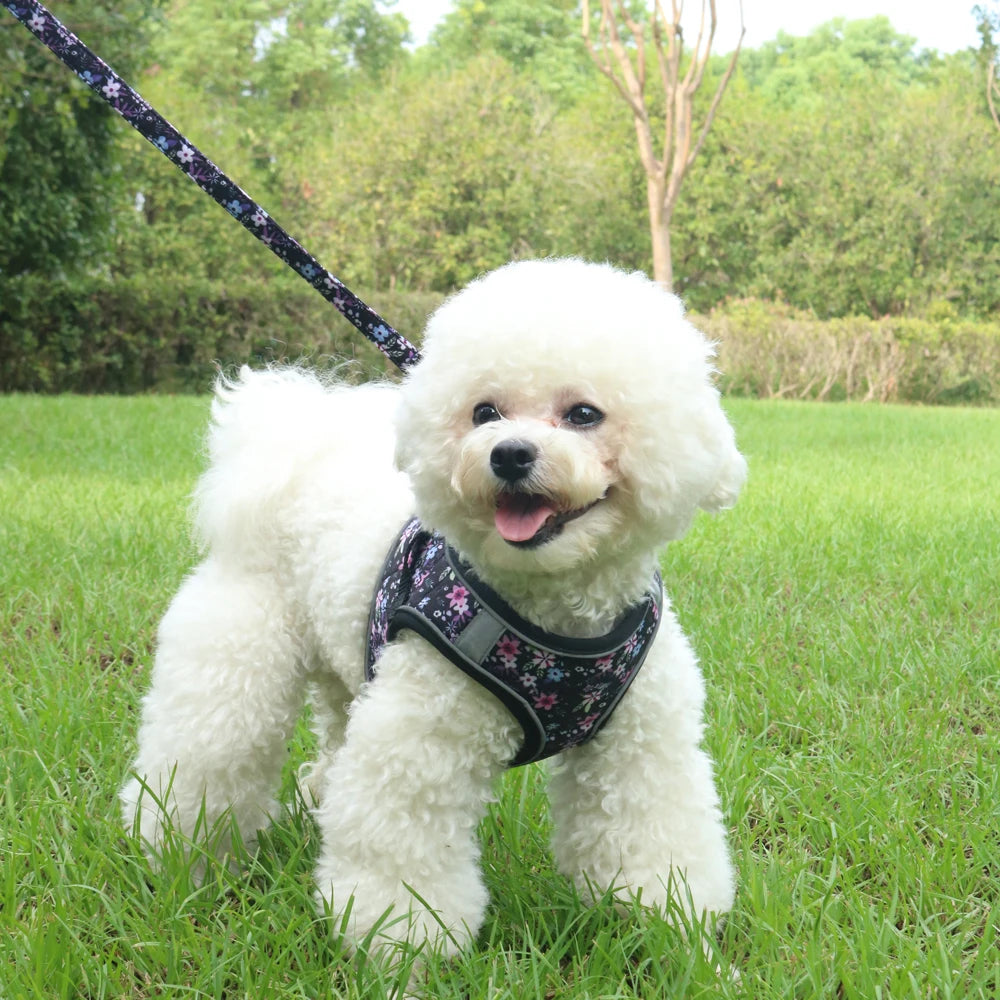 Small Dog Harness & Leash Set