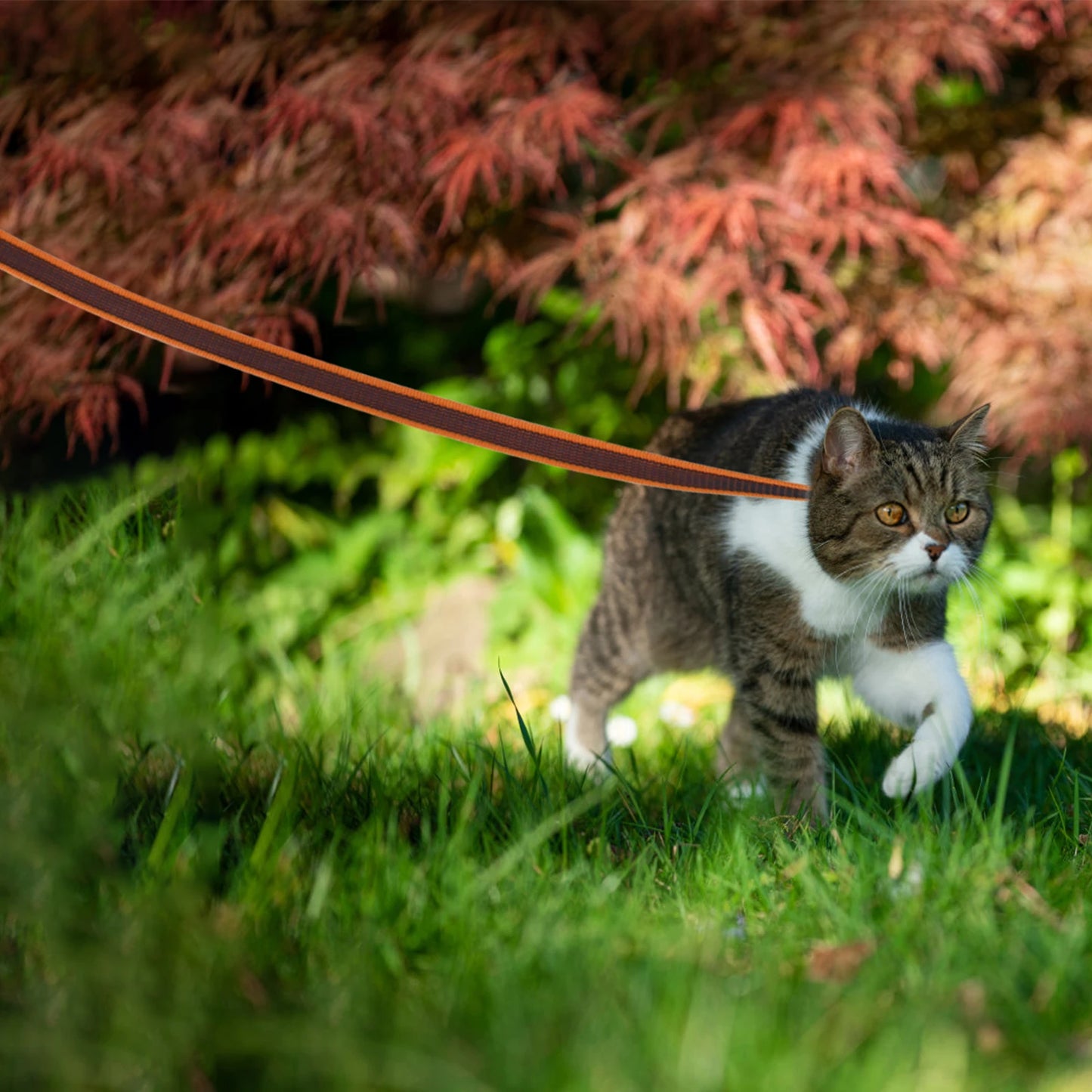 Long Training Dog Leash