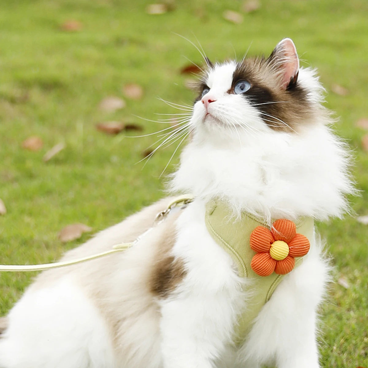 Adjustable Breathable Dog & Cat Harness Set