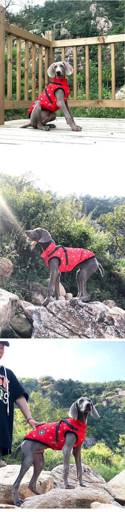 Winter Dog Jacket with Built-In Harness