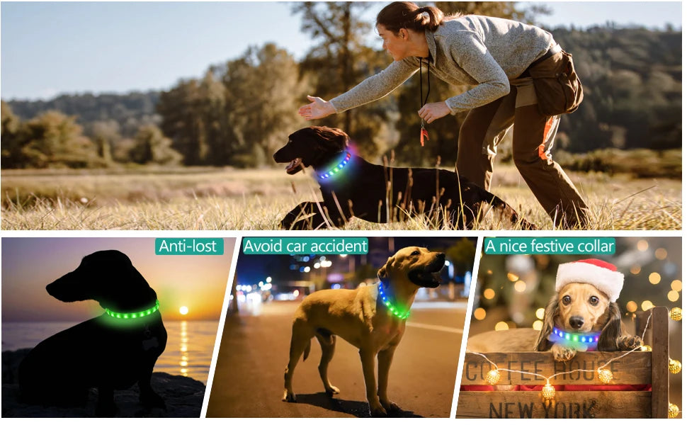 LED Light-Up Dog Collar