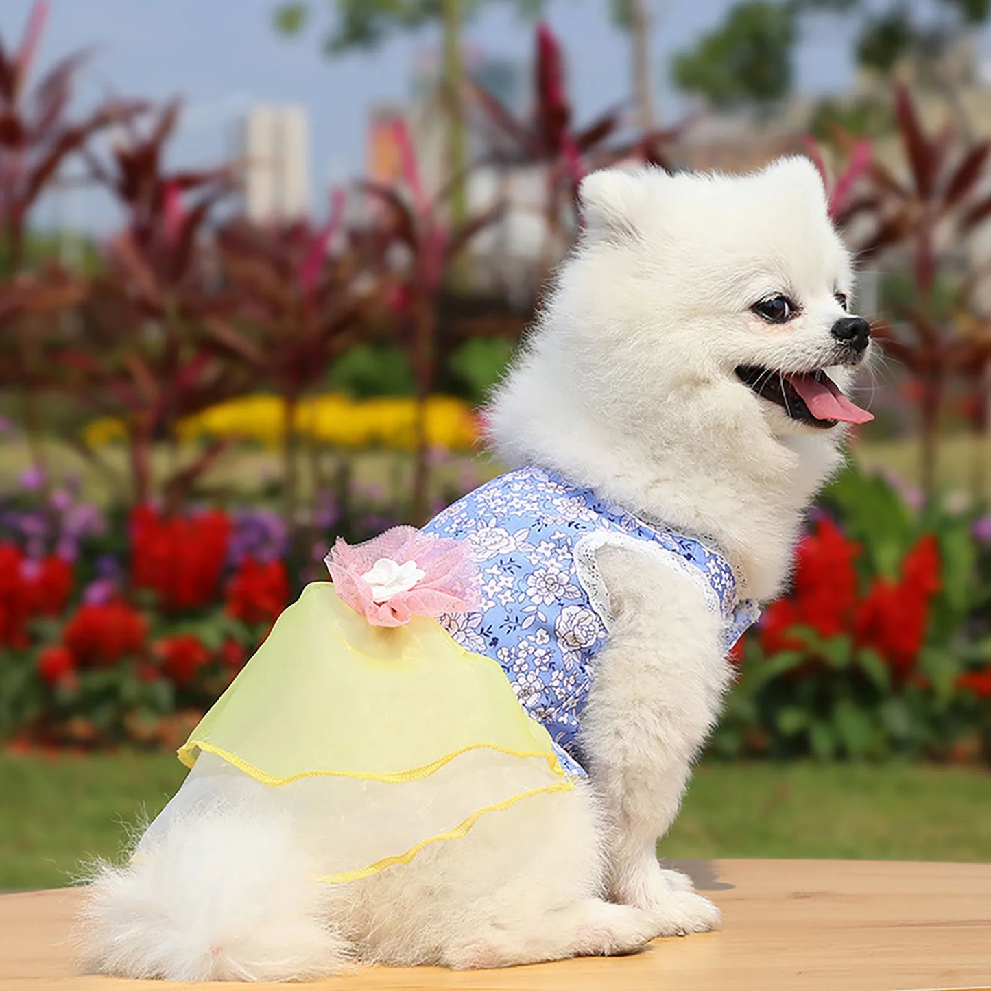 Rose Summer Dog Dress