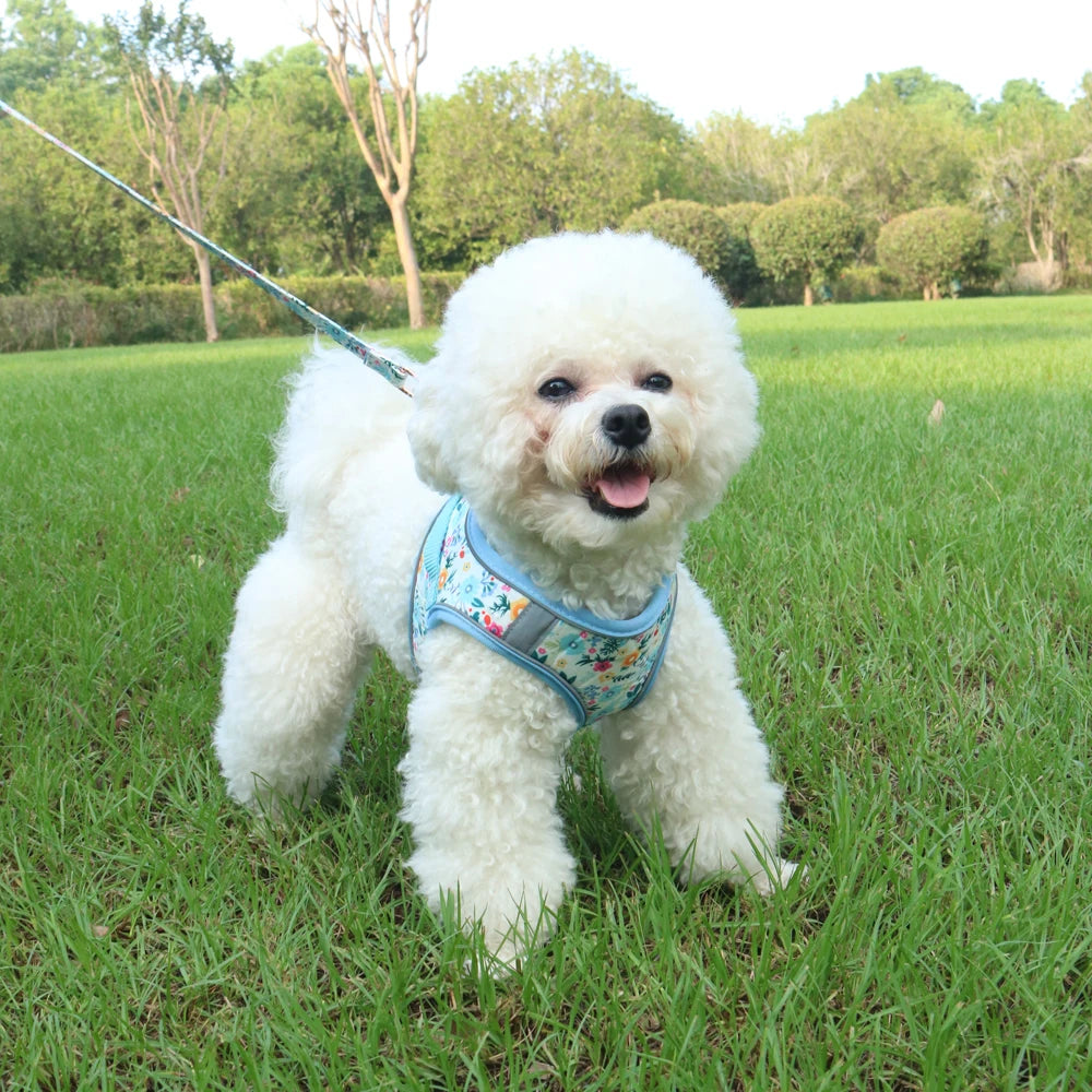 Small Dog Harness & Leash Set