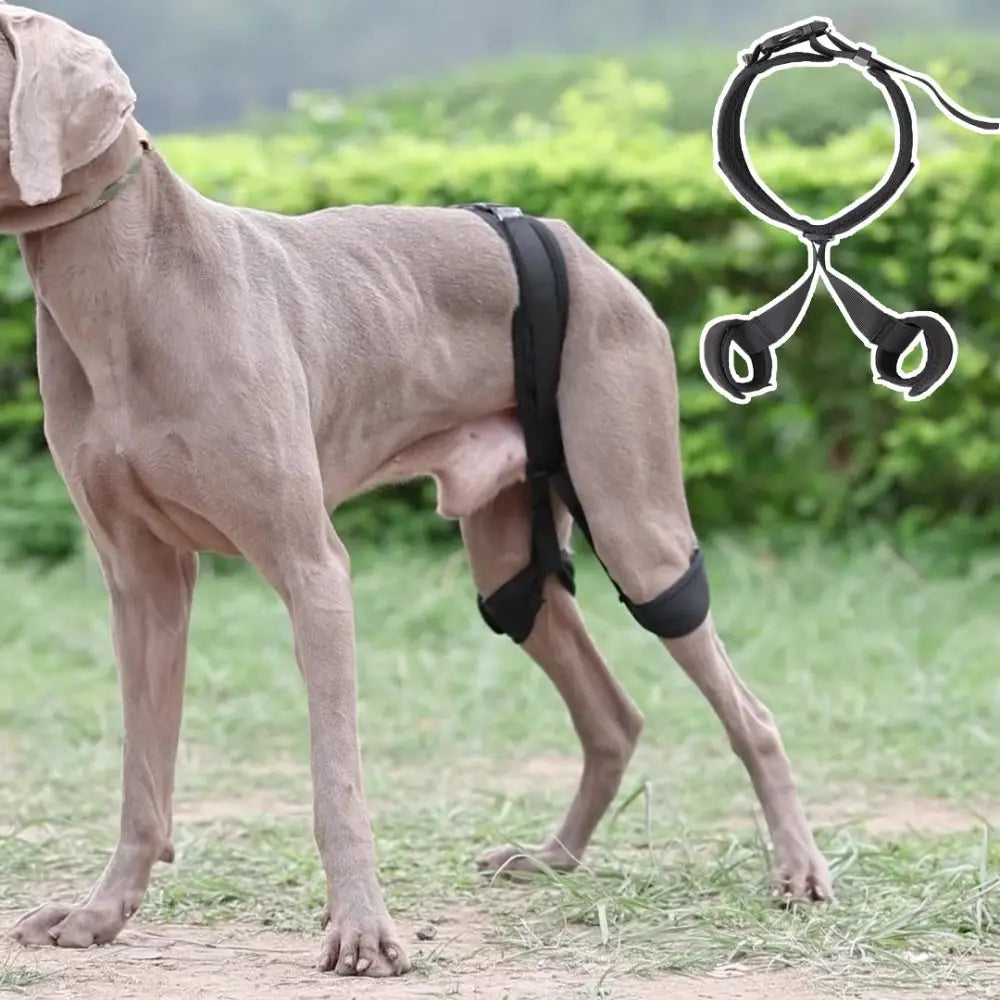 Dog Hip Brace & Hind Leg Support