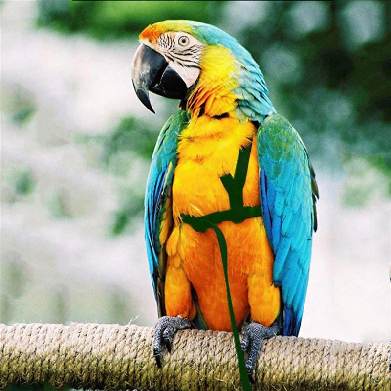 Parrot Flight Harness & Leash