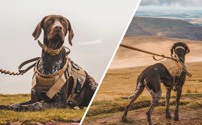 Tactical Dog Vest Harness & Leash Set